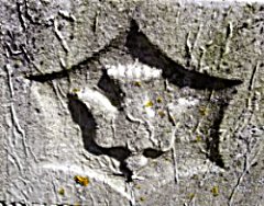 tympanum