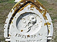 tympanum